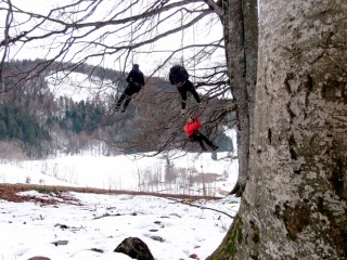 Grimpe d'arbres