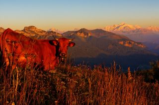 Mountain pastures