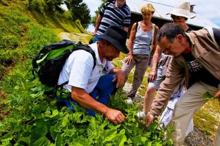 Guided walks