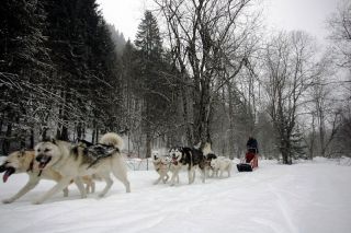 Chiens de traineaux