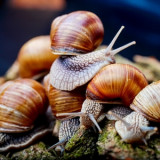 escargots