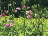 jardins_de_montagne_haberelullin