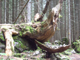 Forêt de Pététoz