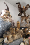 Aigle et marmottes