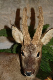 Musée de la Faune