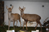 Musée de la Faune