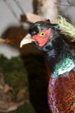Musée de la Faune