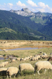 Alpage d'Hirmentaz