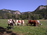 Balade Découverte Mont Vouan