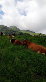 La Ferme du Mourian_Bellevaux