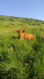 La Ferme du Mourian_Bellevaux