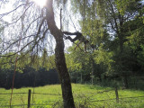 lE_CHENE_ET_LE_ROSEAU