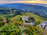Edelweiss au sommet des Crêtes avec vue_Léman _les_habères