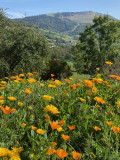 vue sur les montagnes depuis le jardin
