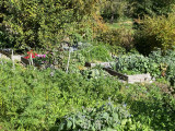 le jardin potager