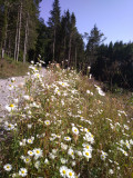 Fleurs des champs