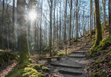 Le sentier d'accès aux gorges dans une magnifique forêt de hêtres Le sentier d'accès aux gorges dans une magnifique forêt de hêtres