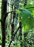 Parcours en forêt Parcours en forêt