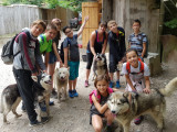 Chiens de Traîneaux Chiens de Traîneaux
