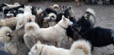 Chenil Traineaux Passion