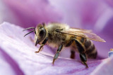 Abeille - © Nadine Noël Abeille