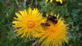 Abeille - © Nadine Noël Abeille