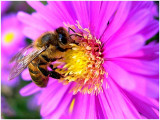 Abeille - © Nadine Noël Abeille
