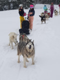 Chiens de traineaux