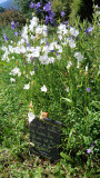 Jardin Alpin_Bellevaux Jardin Alpin_Bellevaux