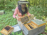 Travail dans les ruches avec Camille