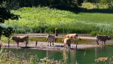 Lake Vallon_Bellevaux