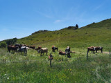 Vaches en alpage - © OT Alpes du Léman Vaches en alpage