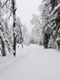 Les Mouilles Nordic Route_Bellevaux