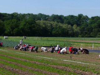 AMAP - Les carottes sauvages