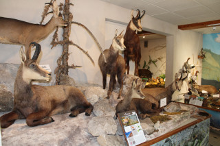 Musées de la faune Forêt