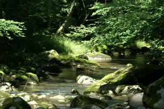 Le brevon