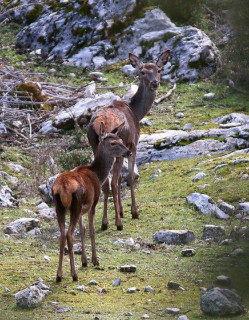 fallow_deer_1557183_960_720.jpg