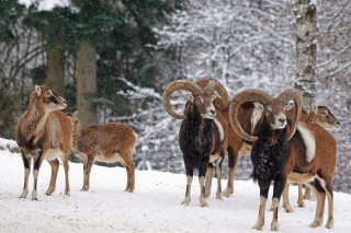 mouflon_fiche_animaux.jpg