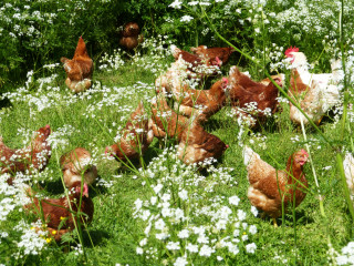 poulettes