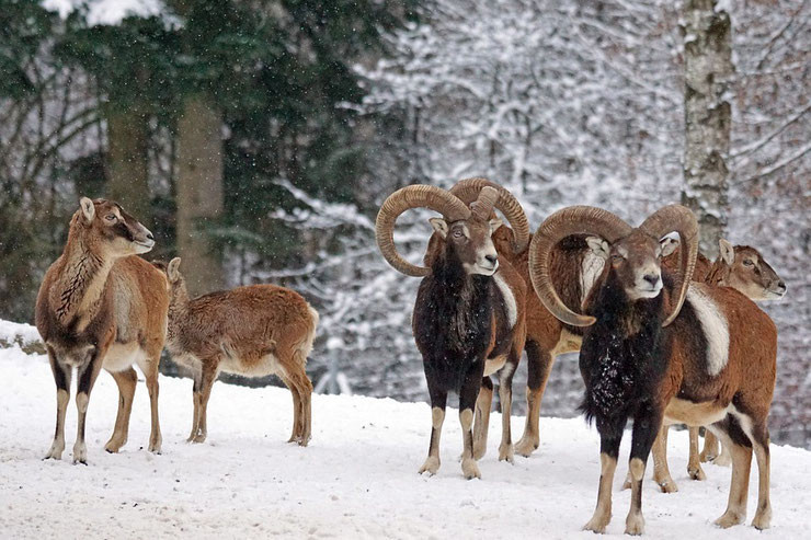 mouflon_fiche_animaux.jpg