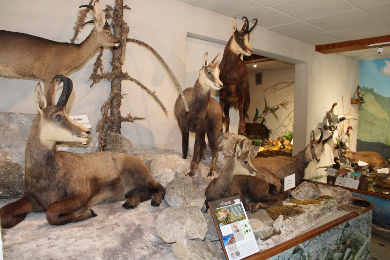Chamois et dahu