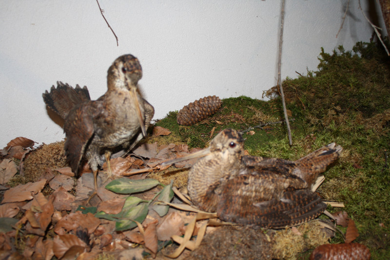 Musée de la Faune