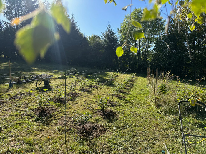 champ de culture des plantes