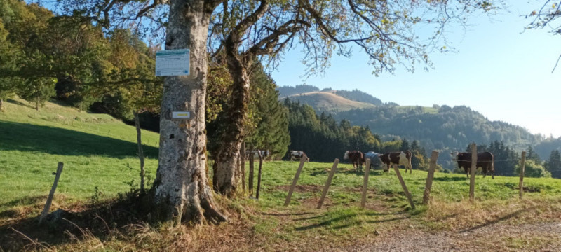 Parcours VTT des Granges Vigny_Habère-Poche