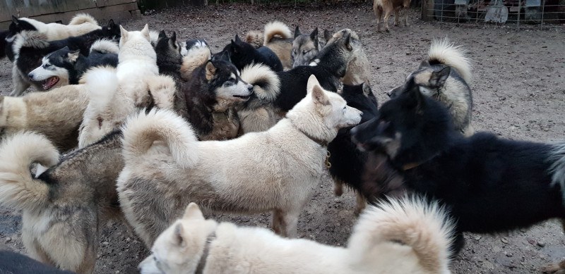 Chenil Traineaux Passion Chenil Traineaux Passion