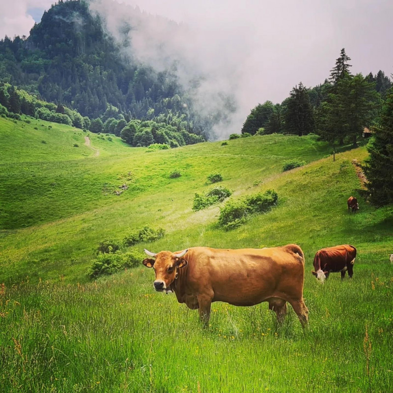troupeau de vaches à lalpage
