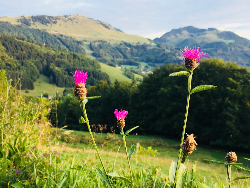 Vue sur Hirmentaz et Miribal depuis le Col de Terramont