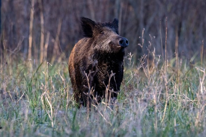 Chasse Villard Chasse Villard