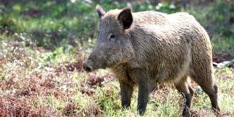 Chasse Habère-Lullin