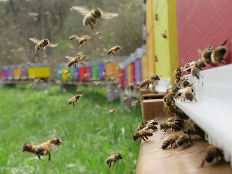 Miellerie des Zys_Bellevaux